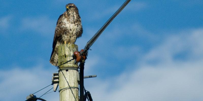 Buzzard