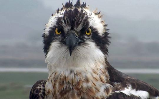 Osprey