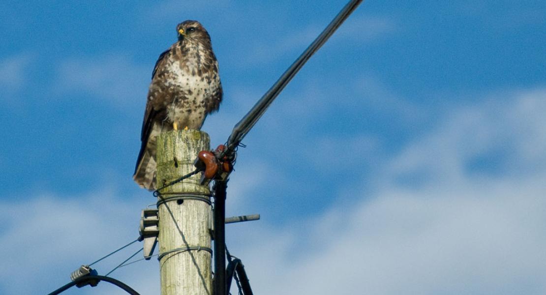Buzzard